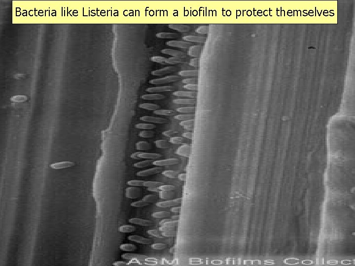 Bacteria like Listeria can form a biofilm to protect themselves 