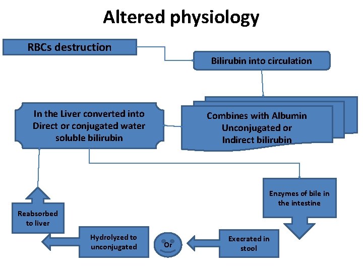 Altered physiology RBCs destruction Bilirubin into circulation In the Liver converted into Direct or