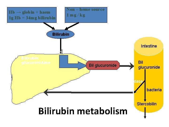 Hb → globin + haem 1 g Hb = 34 mg bilirubin Non –