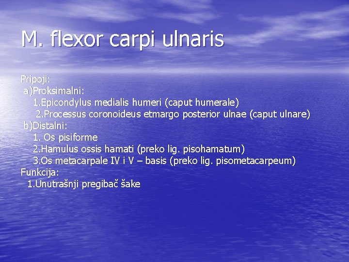 M. flexor carpi ulnaris Pripoji: a)Proksimalni: 1. Epicondylus medialis humeri (caput humerale) 2. Processus