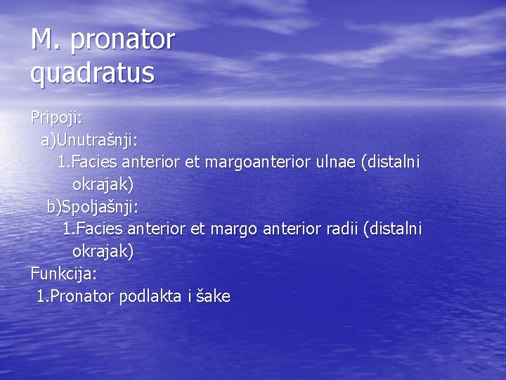 M. pronator quadratus Pripoji: a)Unutrašnji: 1. Facies anterior et margoanterior ulnae (distalni okrajak) b)Spoljašnji: