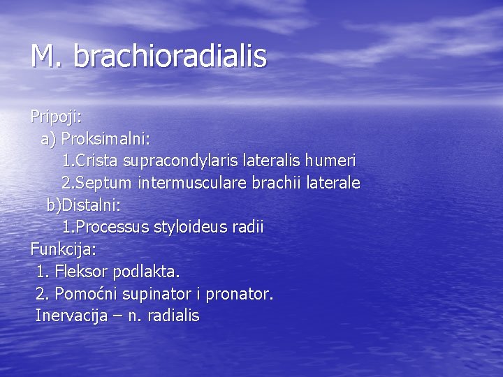 M. brachioradialis Pripoji: a) Proksimalni: 1. Crista supracondylaris lateralis humeri 2. Septum intermusculare brachii