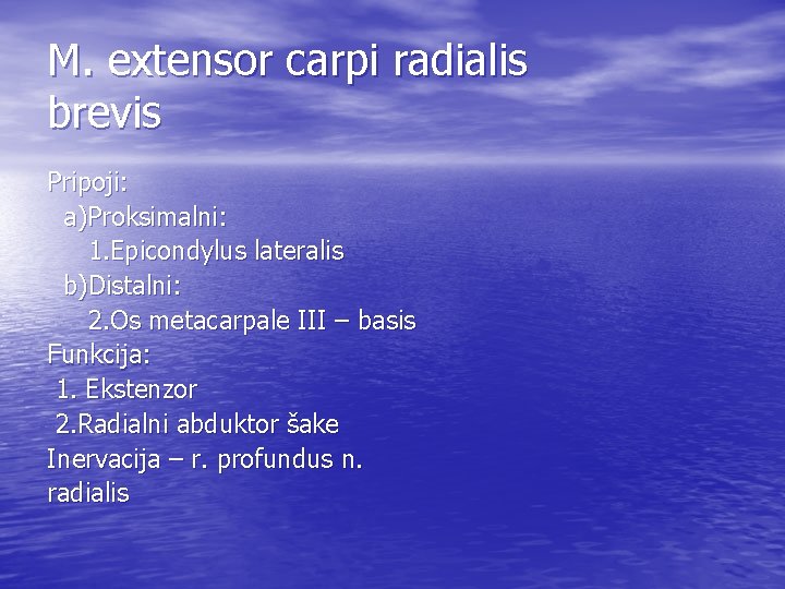 M. extensor carpi radialis brevis Pripoji: a)Proksimalni: 1. Epicondylus lateralis b)Distalni: 2. Os metacarpale