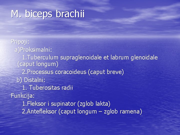 M. biceps brachii Pripoji: a)Proksimalni: 1. Tuberculum supraglenoidale et labrum glenoidale (caput longum) 2.