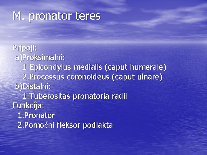 M. pronator teres Pripoji: a)Proksimalni: 1. Epicondylus medialis (caput humerale) 2. Processus coronoideus (caput