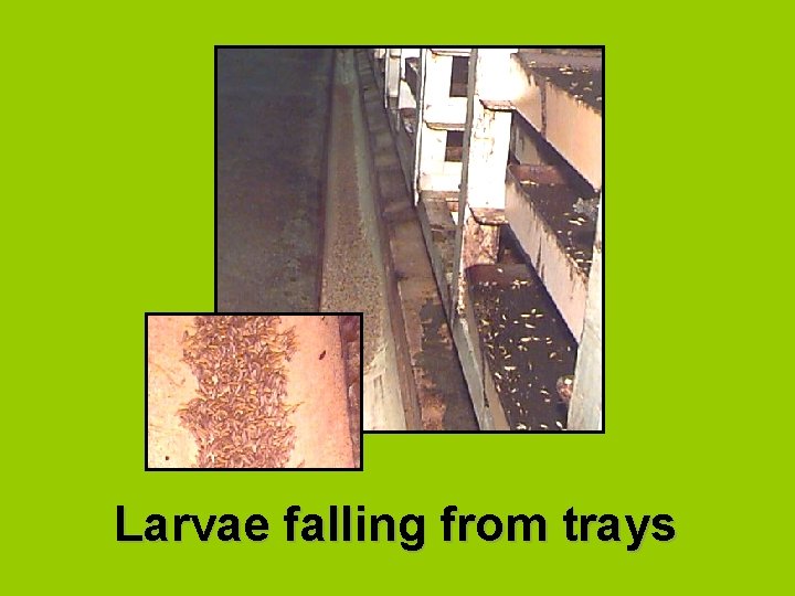 Larvae falling from trays 