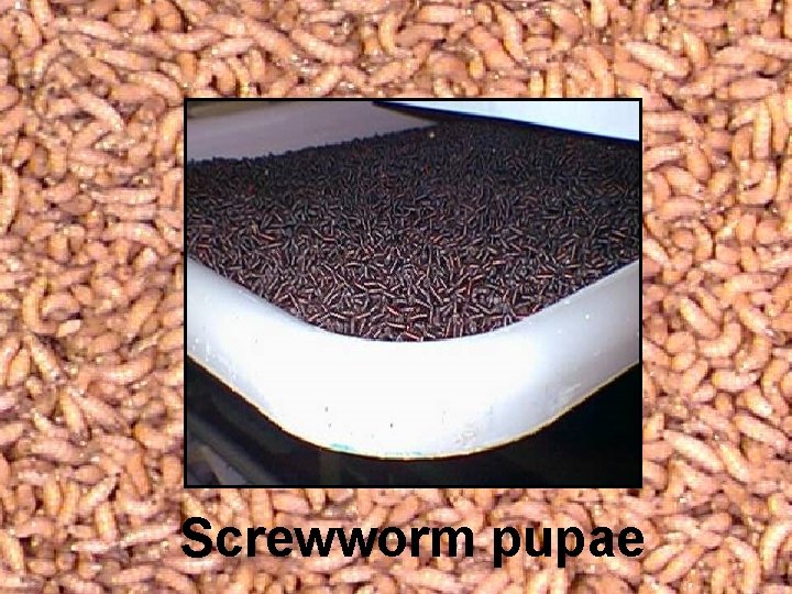 Screwworm pupae 
