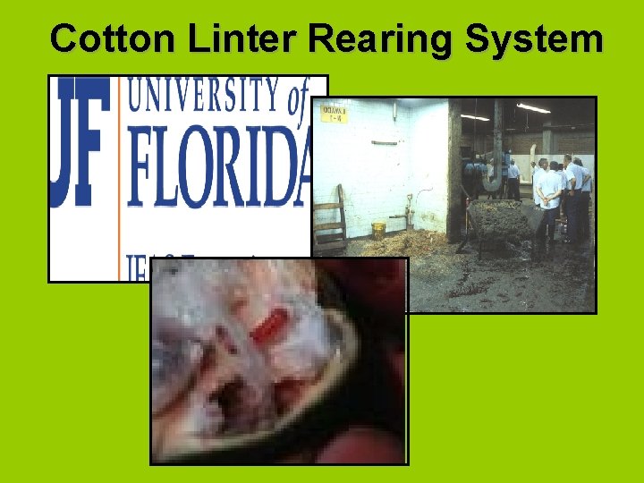 Cotton Linter Rearing System 
