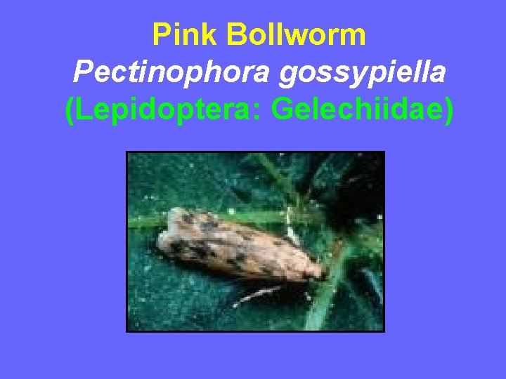 Pink Bollworm Pectinophora gossypiella (Lepidoptera: Gelechiidae) 