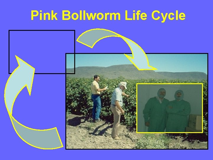 Pink Bollworm Life Cycle 