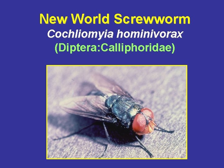 New World Screwworm Cochliomyia hominivorax (Diptera: Calliphoridae) 