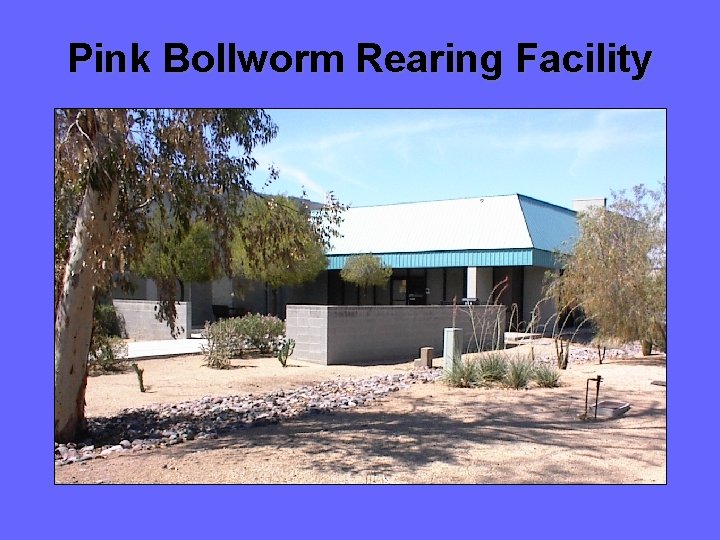 Pink Bollworm Rearing Facility 