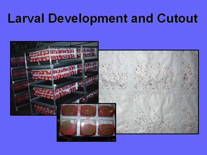 Larval Development and Cutout 