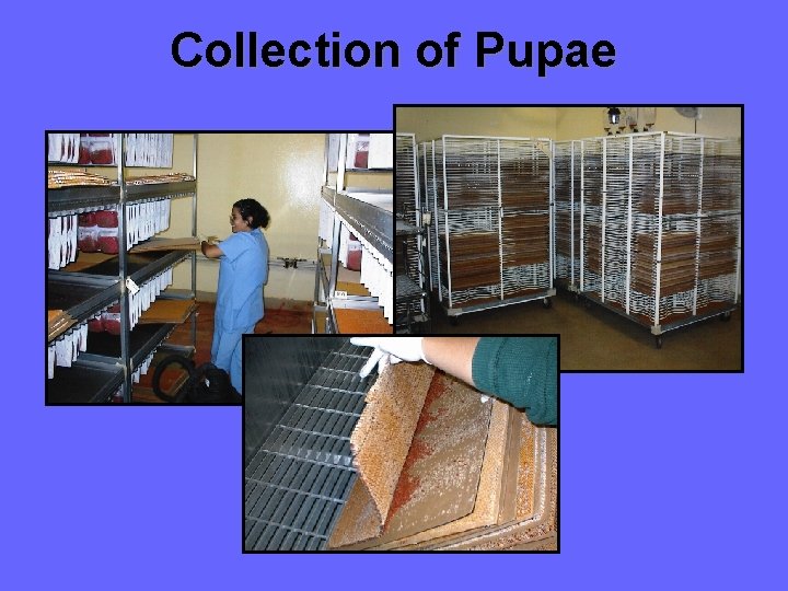 Collection of Pupae 