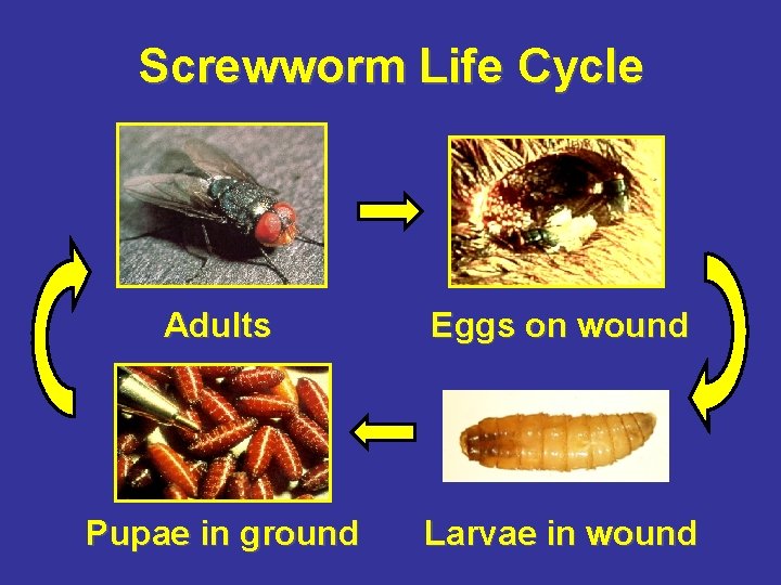 Screwworm Life Cycle Adults Eggs on wound Pupae in ground Larvae in wound 