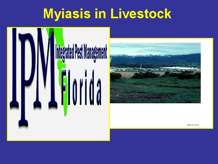 Myiasis in Livestock 