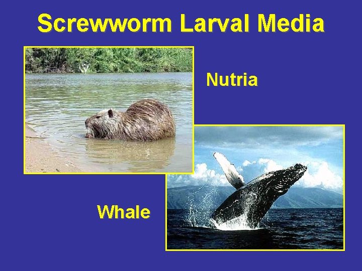 Screwworm Larval Media Nutria Whale 