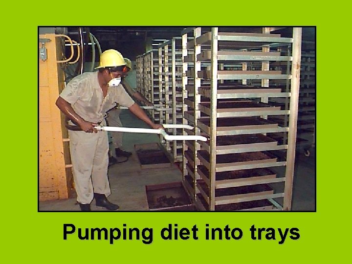 Pumping diet into trays 