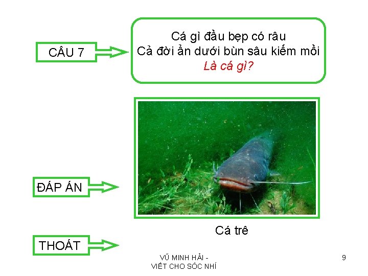 C U 7 Cá gì đầu bẹp có râu Cả đời ẩn dưới bùn