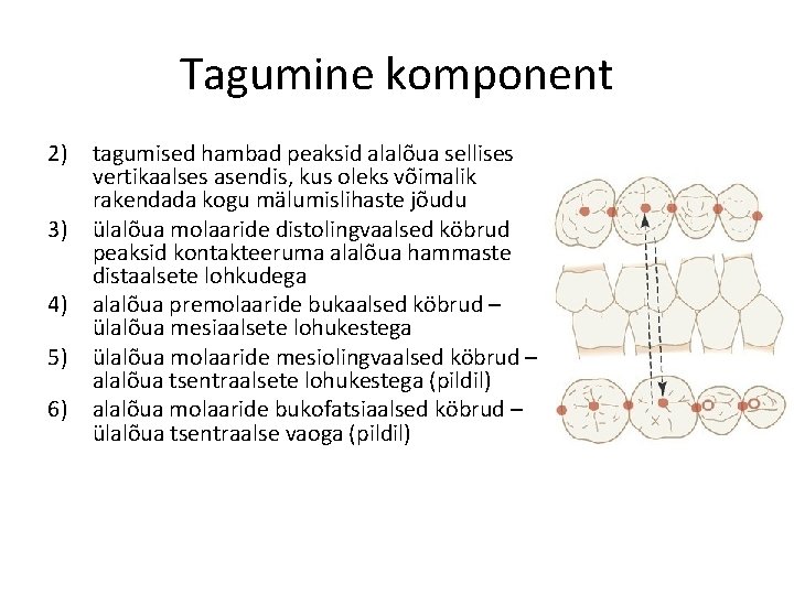 Tagumine komponent 2) tagumised hambad peaksid alalõua sellises vertikaalses asendis, kus oleks võimalik rakendada