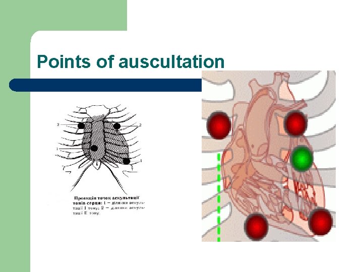 Points of auscultation 