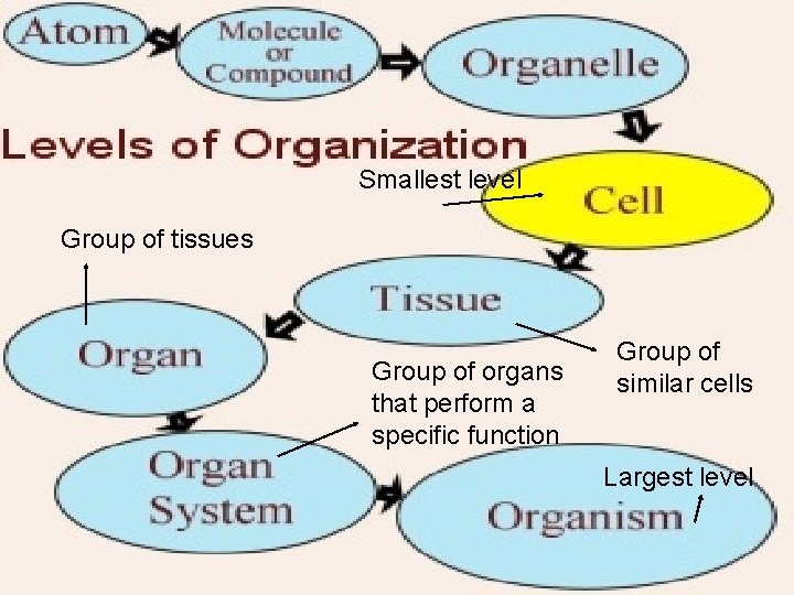 Smallest level Group of tissues Group of organs that perform a specific function Group