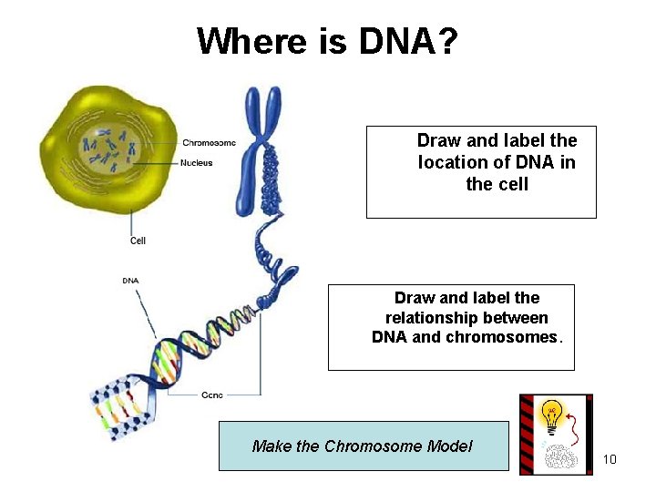 Where is DNA? Draw and label the location of DNA in the cell Draw