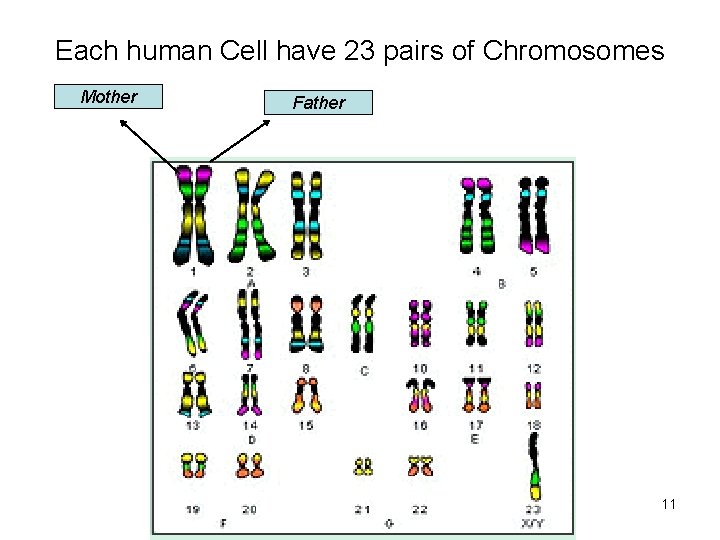 Each human Cell have 23 pairs of Chromosomes Mother Father 11 