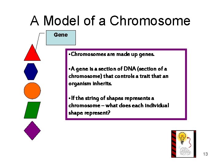 A Model of a Chromosome Gene • Chromosomes are made up genes. • A