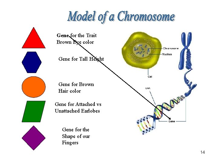 Gene for the Trait Brown Eye color Gene for Tall Height Gene for Brown