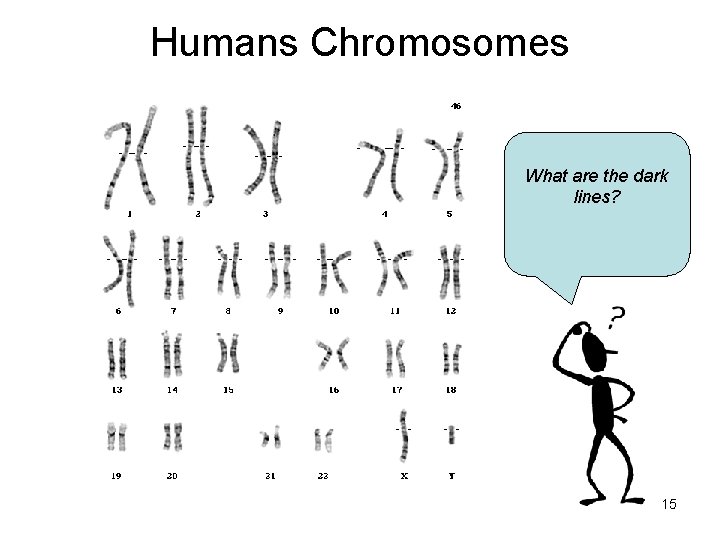 Humans Chromosomes What are the dark lines? 15 