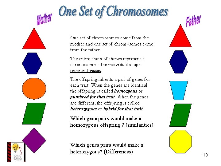 One set of chromosomes come from the mother and one set of chromosomes come