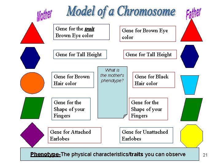 Gene for the trait Brown Eye color Gene for Tall Height Gene for Brown