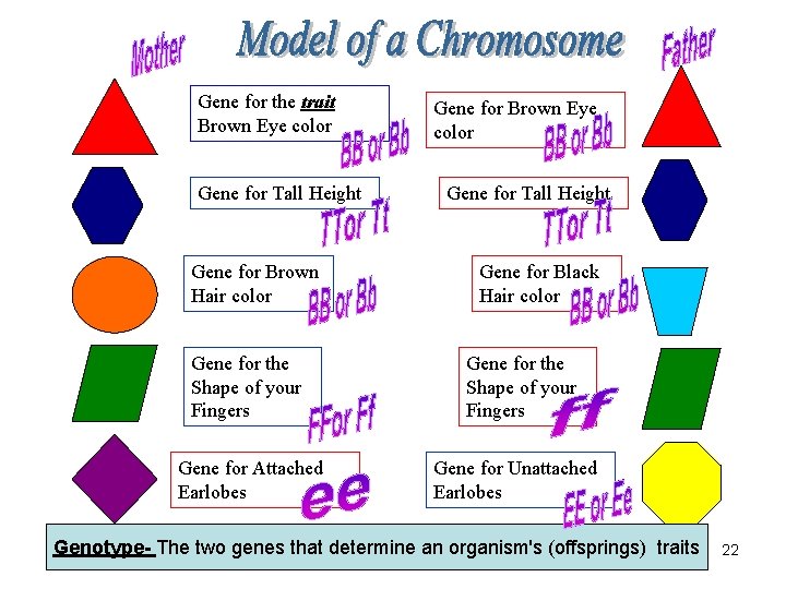 Gene for the trait Brown Eye color Gene for Tall Height Gene for Brown