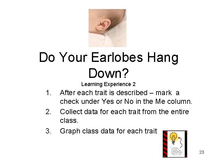 Do Your Earlobes Hang Down? Learning Experience 2 1. 2. 3. After each trait