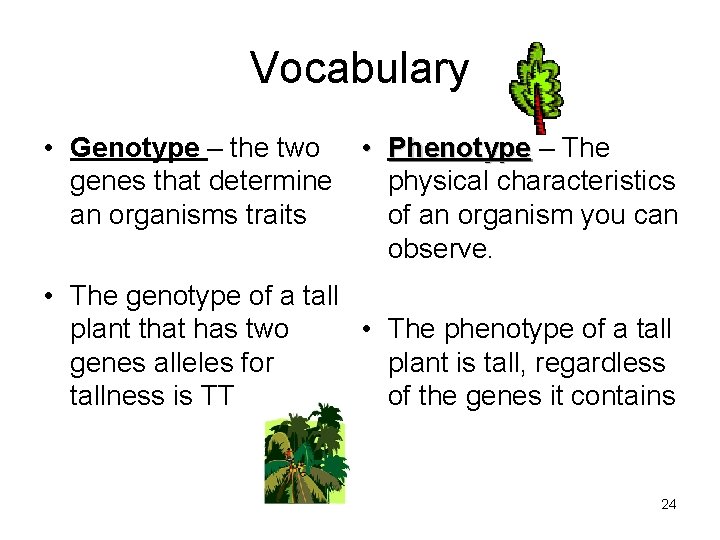 Vocabulary • Genotype – the two • Phenotype – The genes that determine physical