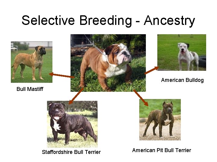 Selective Breeding - Ancestry American Bulldog Bull Mastiff Staffordshire Bull Terrier American Pit Bull