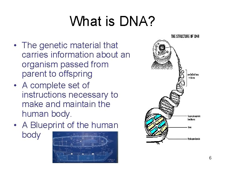 What is DNA? • The genetic material that carries information about an organism passed