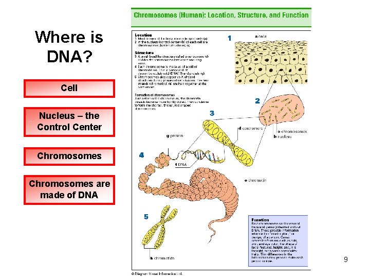 Where is DNA? Cell Nucleus – the Control Center Chromosomes are made of DNA