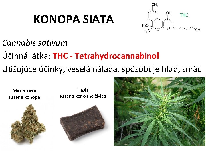 KONOPA SIATA THC Cannabis sativum Účinná látka: THC - Tetrahydrocannabinol Utišujúce účinky, veselá nálada,
