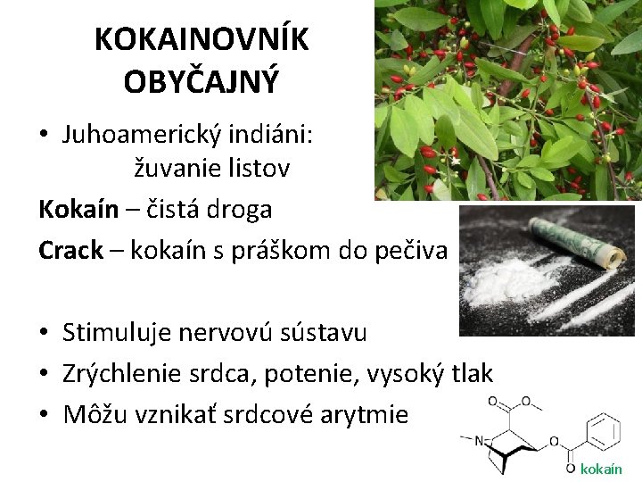 KOKAINOVNÍK OBYČAJNÝ • Juhoamerický indiáni: žuvanie listov Kokaín – čistá droga Crack – kokaín