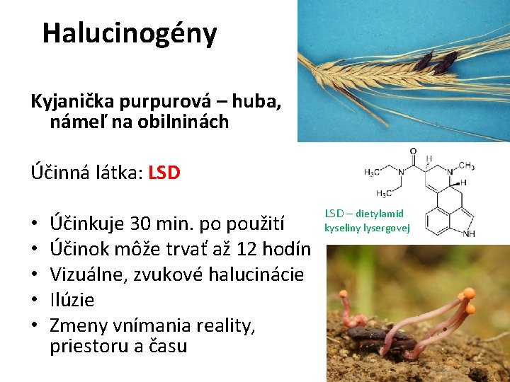 Halucinogény Kyjanička purpurová – huba, námeľ na obilninách Účinná látka: LSD • • •