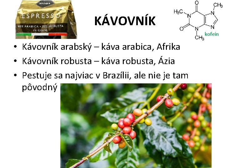 KÁVOVNÍK kofeín • Kávovník arabský – káva arabica, Afrika • Kávovník robusta – káva