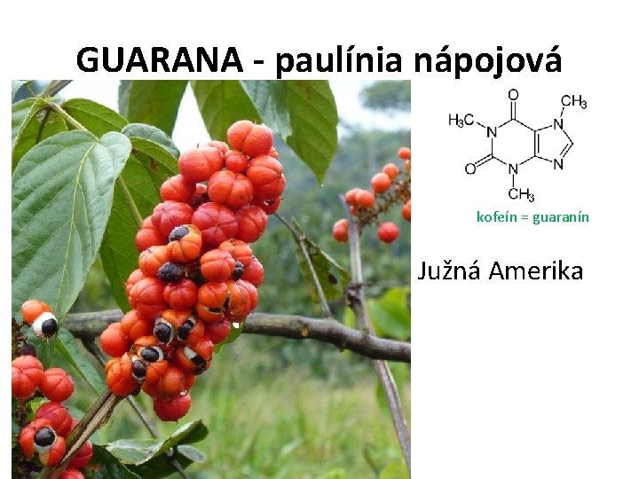 GUARANA - paulínia nápojová kofeín = guaranín Južná Amerika 