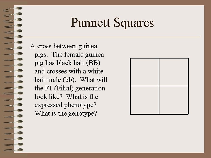 Punnett Squares A cross between guinea pigs. The female guinea pig has black hair