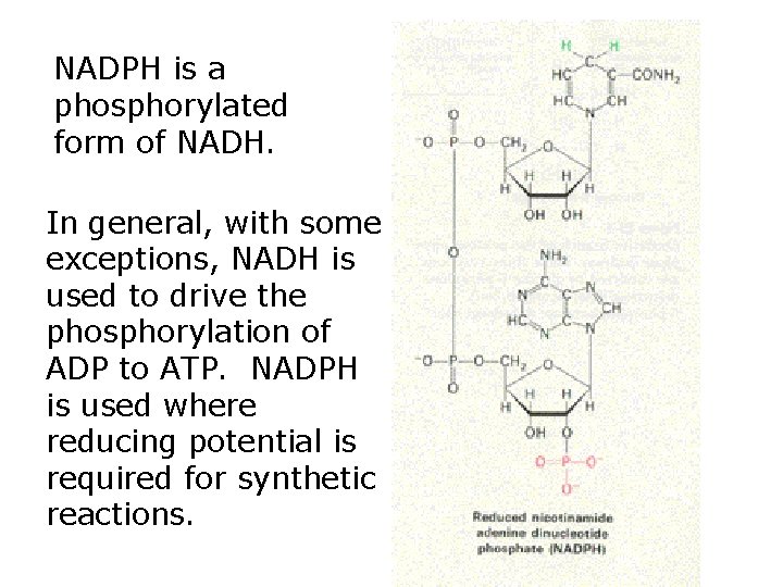 NADPH is a phosphorylated form of NADH. In general, with some exceptions, NADH is
