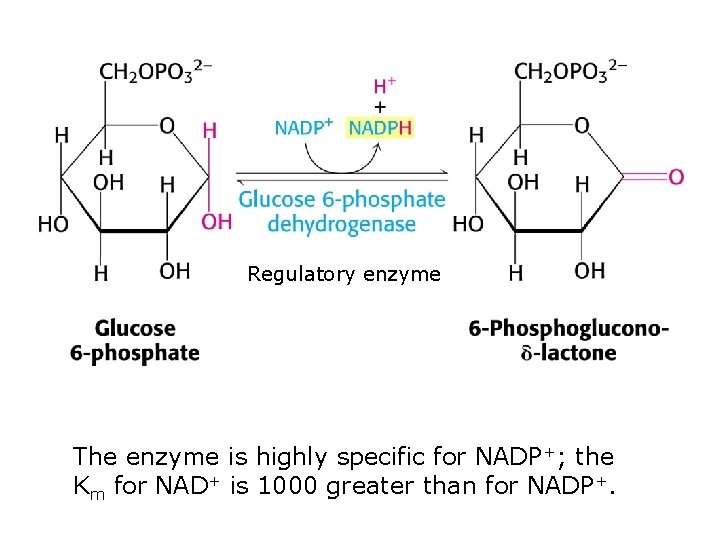 Regulatory enzyme The enzyme is highly specific for NADP+; the Km for NAD+ is