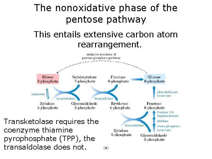 The nonoxidative phase of the pentose pathway This entails extensive carbon atom rearrangement. Transketolase