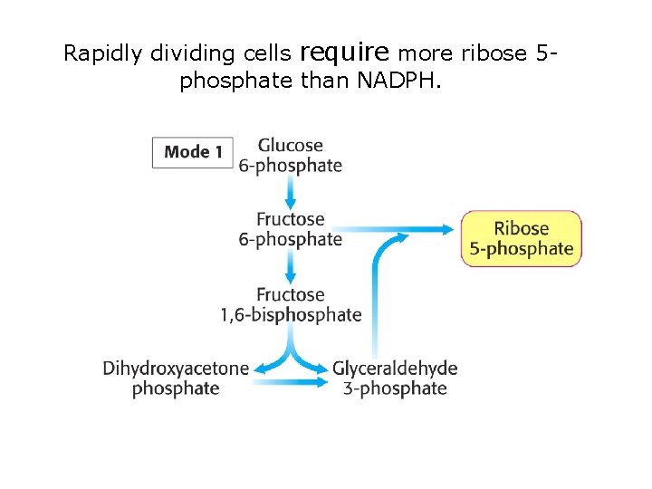 Rapidly dividing cells require more ribose 5 phosphate than NADPH. 