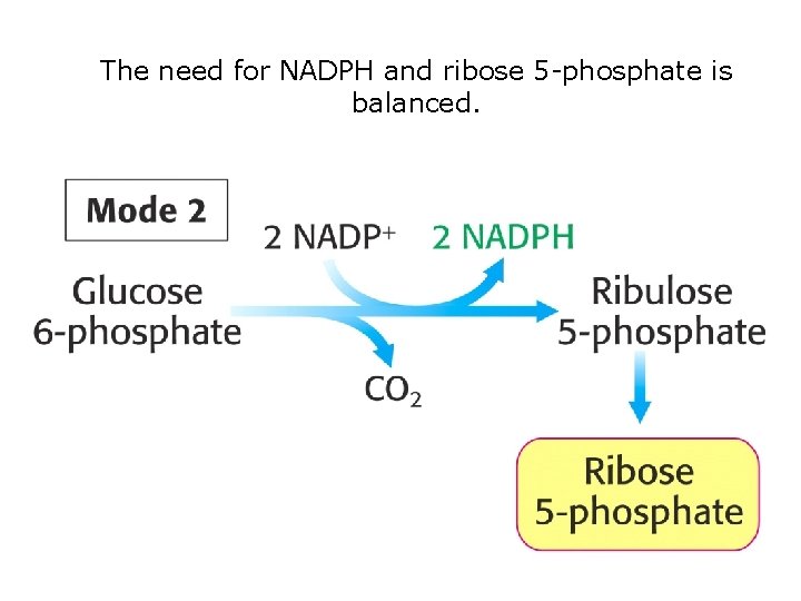 The need for NADPH and ribose 5 -phosphate is balanced. 